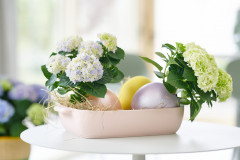 hydrangea hortensia kamerplant kamerhortensia house plant 2024 pasen easter Shoot mei 2023 tbv 2024