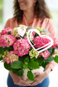 hydrangea hortensia kamerplant kamerhortensia house plant 2024 valentijnsdag valentijn gift cadeau moederdag mothers day model heart hart hartjes Shoot mei 2023 tbv 2024