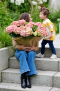 hydrangea hortensia kamerplant kamerhortensia house plant 2024 valentijnsdag valentijn gift cadeau moederdag mothers day model moeder kind boy child jongen Shoot mei 2023 tbv 2024 shoot mei 2023 tbv 2024