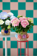 hydrangea hortensia kamerplant kamerhortensia house plant 2024 blocks vierkant grid patroon pattern Shoot mei 2023 tbv 2024