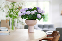 hydrangea hortensia kamerplant kamerhortensia house plant 2024 Shoot mei 2023 tbv 2024