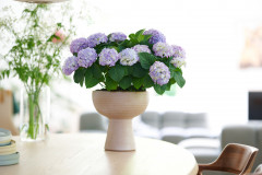 hydrangea hortensia kamerplant kamerhortensia house plant 2024 Shoot mei 2023 tbv 2024