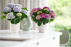 hydrangea hortensia kamerplant kamerhortensia house plant 2024 Shoot mei 2023 tbv 2024