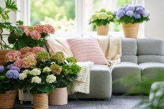 hydrangea hortensia kamerplant kamerhortensia house plant 2024 assortiment assortment living room woonkamer Shoot mei 2023 tbv 2024