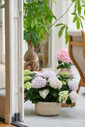 hydrangea hortensia kamerplant kamerhortensia house plant 2024 living room woonkamer Shoot mei 2023 tbv 2024