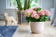 hydrangea hortensia kamerplant kamerhortensia house plant 2024 Shoot mei 2023 tbv 2024