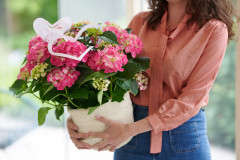hydrangea hortensia kamerplant kamerhortensia house plant 2024 valentijnsdag valentijn gift cadeau moederdag mothers day model heart hart hartjes Shoot mei 2023 tbv 2024