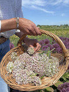 FAM_IMG_0004-AA-Allium-SIlver-Spring