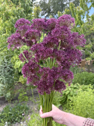 FAM_IMG_0008-AA-Allium-Magic-staand-high