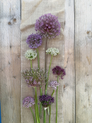 FAM_IMG_0061-AA-Allium-collectie-high