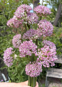 FAM_IMG_0117-2-AA-Allium-Pink-Jewel-high