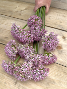 FAM_IMG_0126-2-AA-Allium-Pink-Jewel-staand-high