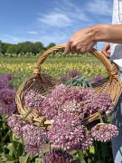 FAM_IMG_0131-AA-Allium-Pink-Jewel-staand-high