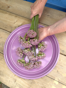 FAM_IMG_0135-2-AA-Allium-Pink-Jewel-staand-high