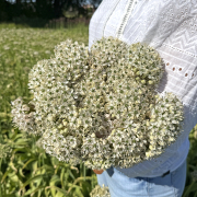 FAM_IMG_0274-AA-Allium-Nigrum-high