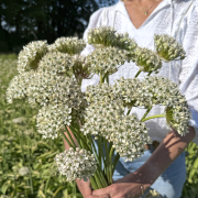 FAM_IMG_0284-AA-Allium-Nigrum-high