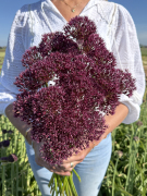 FAM_IMG_0304-AA-Allium-Atropureum-high