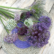 FAM_IMG_0354-AA-Allium-varieties-high