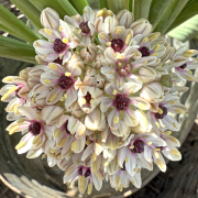 FAM_IMG_9696-AA-Allium-Silver-Spring-vierkant-high