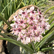 FAM_IMG_9700-AA-Allium-Silver-Spring-vierkant-high