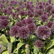 FAM_IMG_9722-AA-Allium-Nevskianum-high