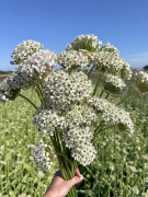 FAM_IMG_9860-AA-Allium-Nigrum