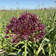 FAM_IMG_9881-AA-Allium-Atropureum-high