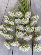 FAM_IMG_9906-AA-Allium-Nigrum-staand-high