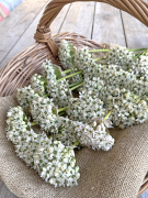 FAM_IMG_9909-AA-Allium-Nigrum-high