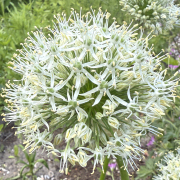 FAM_IMG_9959-AA-Allium-White-Giant-high