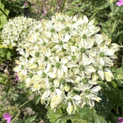 FAM_IMG_9969-AA-Nigrum-high