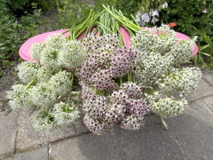 FAM_IMG_9990-AA-Alliums-Silver-Spring-White-Giant-en-Nigrum-high