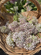 FAM_IMG_9993-AA-Allium-SIlver-Spring-high