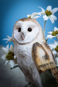 WG4482_DB_BarnOwl_LS-5