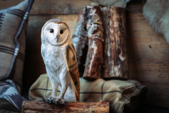 WG4482_DB_BarnOwl_LS_winter-2