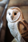 WG4482_DB_BarnOwl_LS_winter-4
