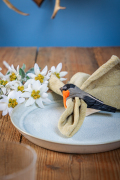 WG4486_NR_Bullfinch_LS-1