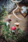 WG4652_FD_Mushrooms_LS_winter