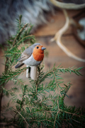 WG4654_FD_PerchedRobin_LS_winter