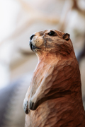WG5949_Marmot_LS_winter-2