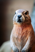 WG5949_Marmot_LS_winter-3-1