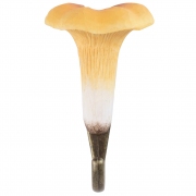 Wildlife_Garden_WG4550_Hook_Chanterelle_Front