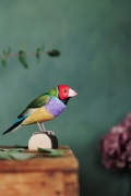 Wildlife_Garden_WG4814_Gouldian-Finch_Lifestyle2_filtered