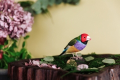 Wildlife_Garden_WG4814_Gouldian-Finch_Lifestyle_filtered