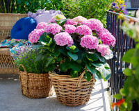 HYDRANGEA WORLD Gartenhortensien  2025