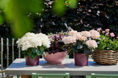 hydrangea world hortensia tuintafel