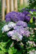 tuinhortensiashoot Elize Eveleensborder