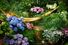tuinhortensiashoot Elize Eveleenshangmat, relax, campagnebeeld Oppep Vitamine H.