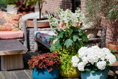 tuinhortensiashoot Elize Eveleensterrasmix andere planten