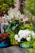 tuinhortensiashoot Elize Eveleensterrasmix andere planten